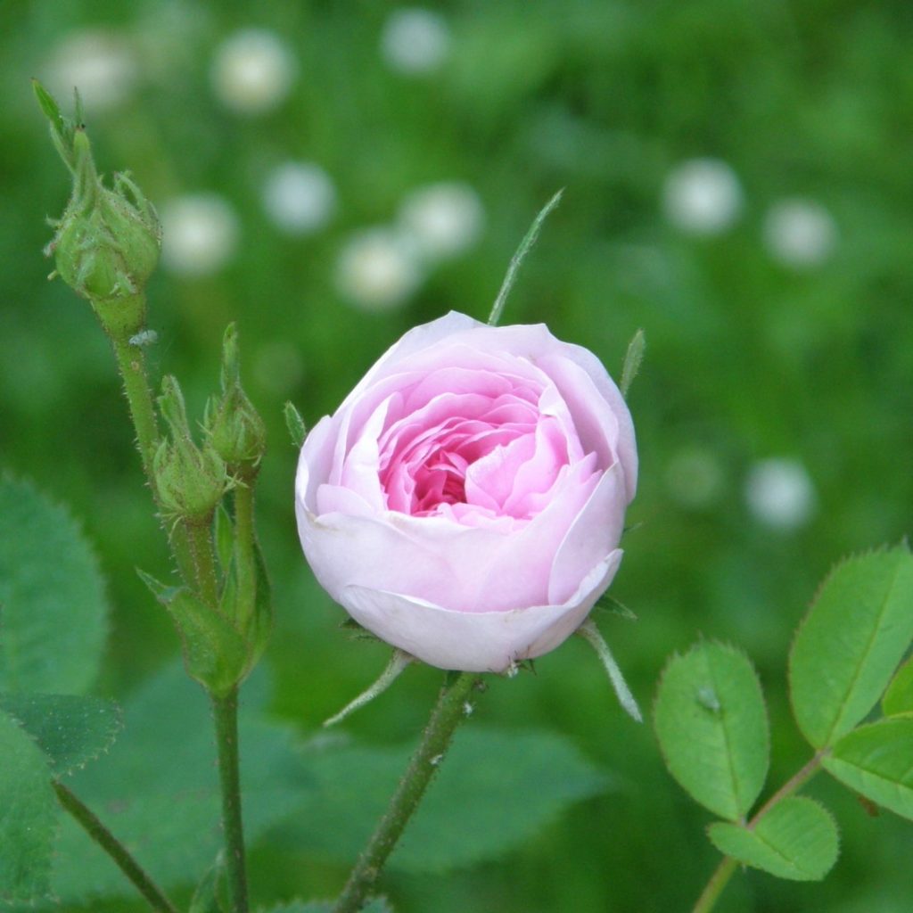 ROSA CENTIFOLIA Pompon Bourgogne