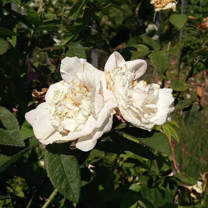 ROSA DAMASCENA Botzaris