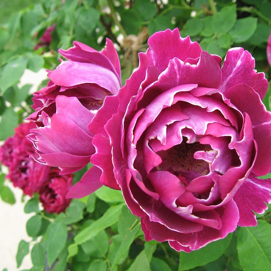 ROSA IBRIDA PERPETUA - Baron Girod