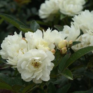 ROSA IBRIDA BOTANICA -