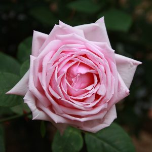 ROSA IBRIDA TEA - La France