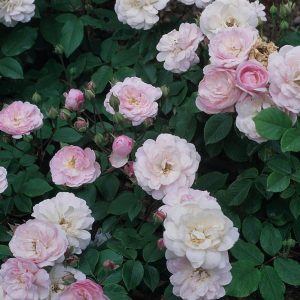 ROSA NOISETTE Blush Noisette