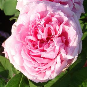 ROSA PORTLAND Comte de Chambord